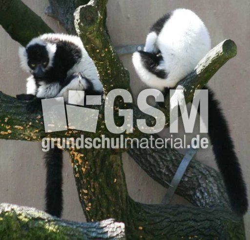 Schwarzweiße-Vari.jpg